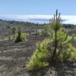 Die Große Vulkanroute La Palma Wanderung