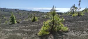 The Great Volcano Route – A Hike through the Fiery History of La Palma