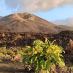 Vulkan Cumbre Vieja Wandertour La Palma