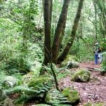 Spectacular Island Tour La Palma