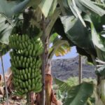 Culinary Coastal Tour - Hiking through La Palma's Fertile Coastal