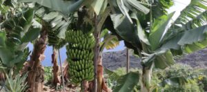Kulinarische Küstentour geführte Wandertour auf La Palma
