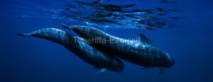 Whale Watching Boat Trip: A Paradise for Whale and Dolphin Watchers La Palma