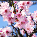 Samstag Drachenbaum Tour Wanderung La Palma