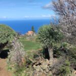 Drachenbaum Tour Wandern auf La Palma