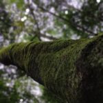 Genusstour Märchenwald - Auf den Spuren der Dinosaurierwälder von La Palma