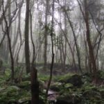 Fairytail Forest La Palma