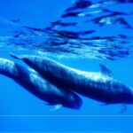 Whale watching Bootsausflug La Palma