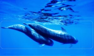 Whale watching Bootsausflug La Palma