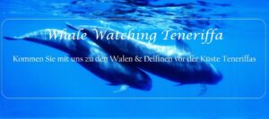 Whale watching Bootsausflug La Palma