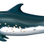 Delfin und Walarten vor La Palma Rauzahndelfin