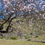 Wolkenwasserfall und Kiefernwald