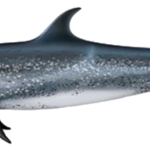 Delfin und Walarten vor La Palma Atlantischer Fleckendelfin