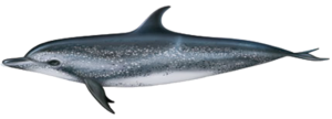 Delfin und Walarten vor La Palma Atlantischer Fleckendelfin