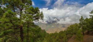 Gipfeltour Bejenado​ La Palma