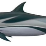 Delfin und Walarten vor La Palma. Blau-Weißer Delfin