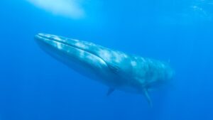 whales and dolphins La Palma