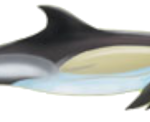Delfin und Walarten vor La Palma. Gemeiner Delfin