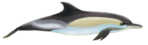 Gemeiner Delfin