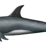 Delfin und Walarten vor La Palma.. Rundkopfdelfin