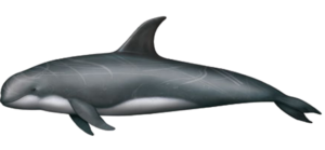Delfin und Walarten vor La Palma.. Rundkopfdelfin