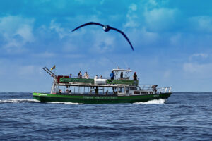 Delfin und Walarten vor La Palma..