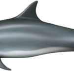 Delfin und Walarten vor La Palma. Großer Tümmler La Palma