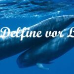 Ausflug zu den Walen & Delfinen vor La Palma