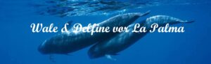 Ausflug zu den Walen & Delfinen vor La Palma