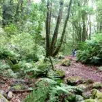 Lorbeerwald pur – Von Los Tilos nach Barlovento