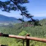 Kiefernwald und Wolkenwasserfall