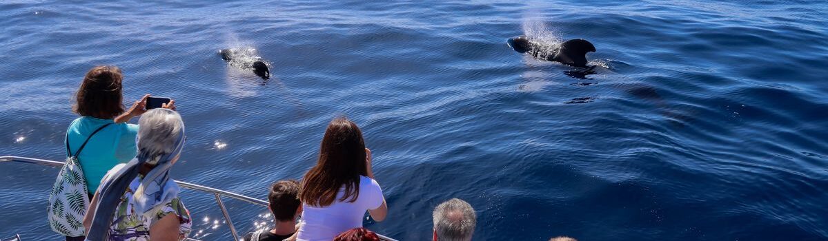 Excursion Flipper. Whale and dolphin watching La Palma