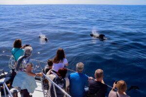 Excursion Flipper. Whale and dolphin watching La Palma