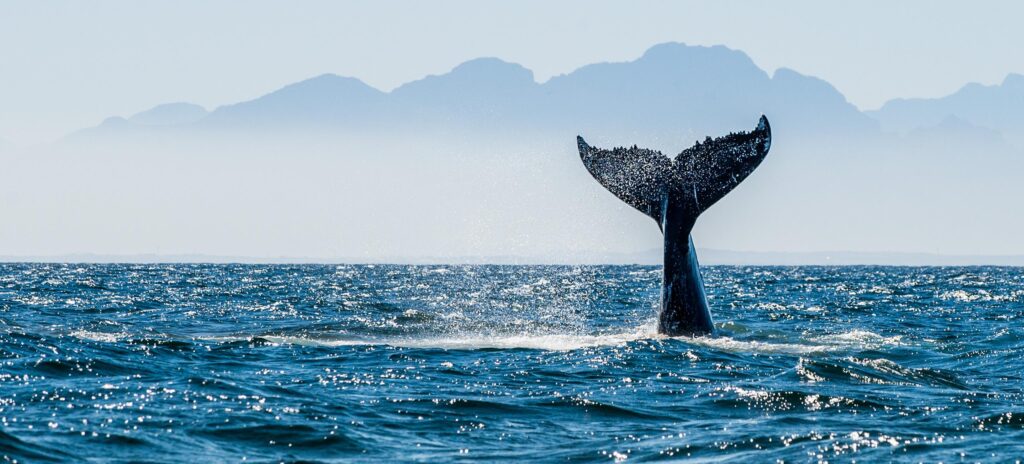 Whales, Dolphins, Interesting Facts