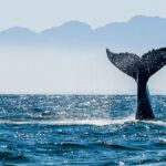 Whales, Dolphins, Interesting Facts