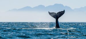 Wale Delfine Wissenswertes