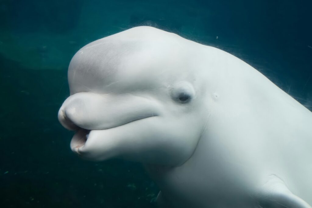 Whales, Dolphins, Interesting Facts
