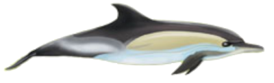 Dolfin and Whale Species around La Palma