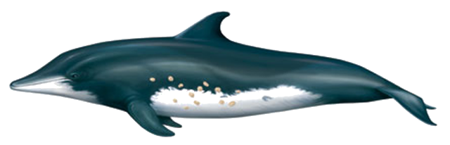 Dolfin and Whale Species around La Palma