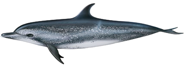 Dolfin and Whale Species around La Palma