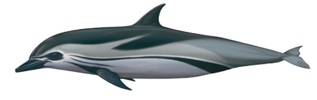Dolfin and Whale Species around La Palma