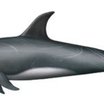 Dolfin and Whale Species around La Palma