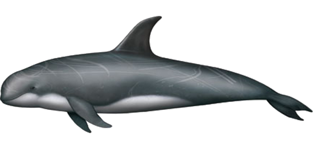 Dolfin and Whale Species around La Palma
