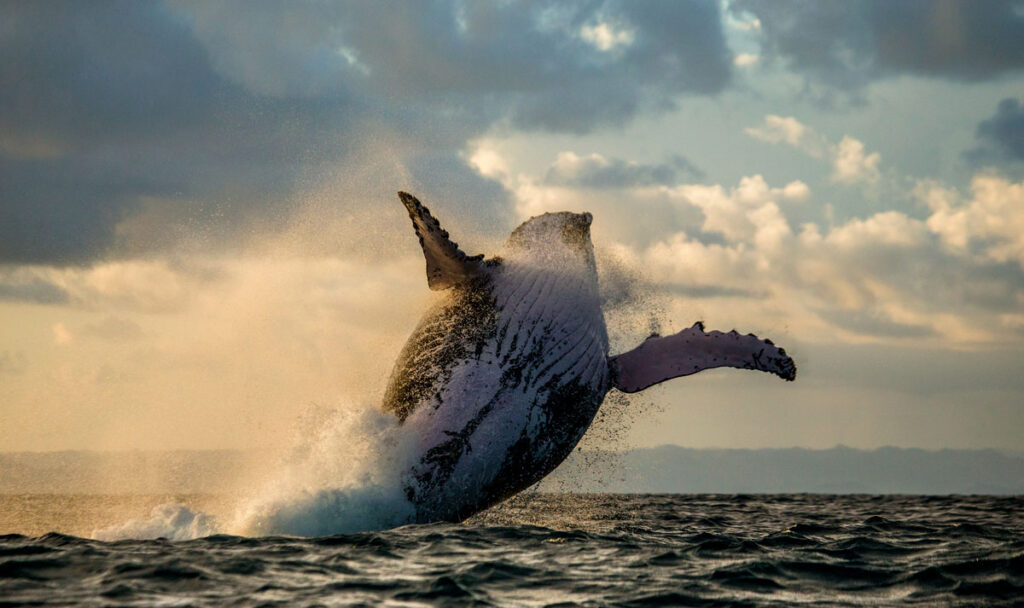 Whales, Dolphins, Interesting Facts