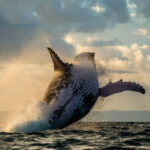 Whales, Dolphins, Interesting Facts