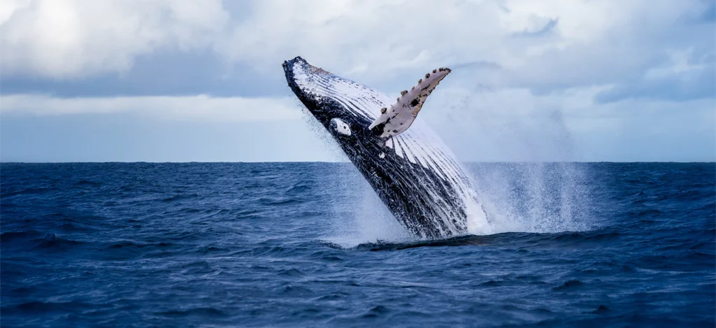 Whales, Dolphins, Interesting Facts