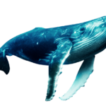 whales and dolphins La Palma