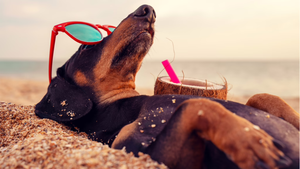 🐕 Urlaub mit Hund – Haustierfreundliche Ferienhäuser auf La Palma
