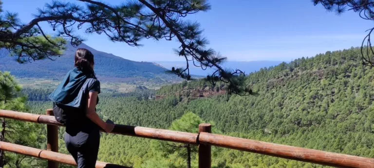 Kiefernwald und Wolkenwasserfall

