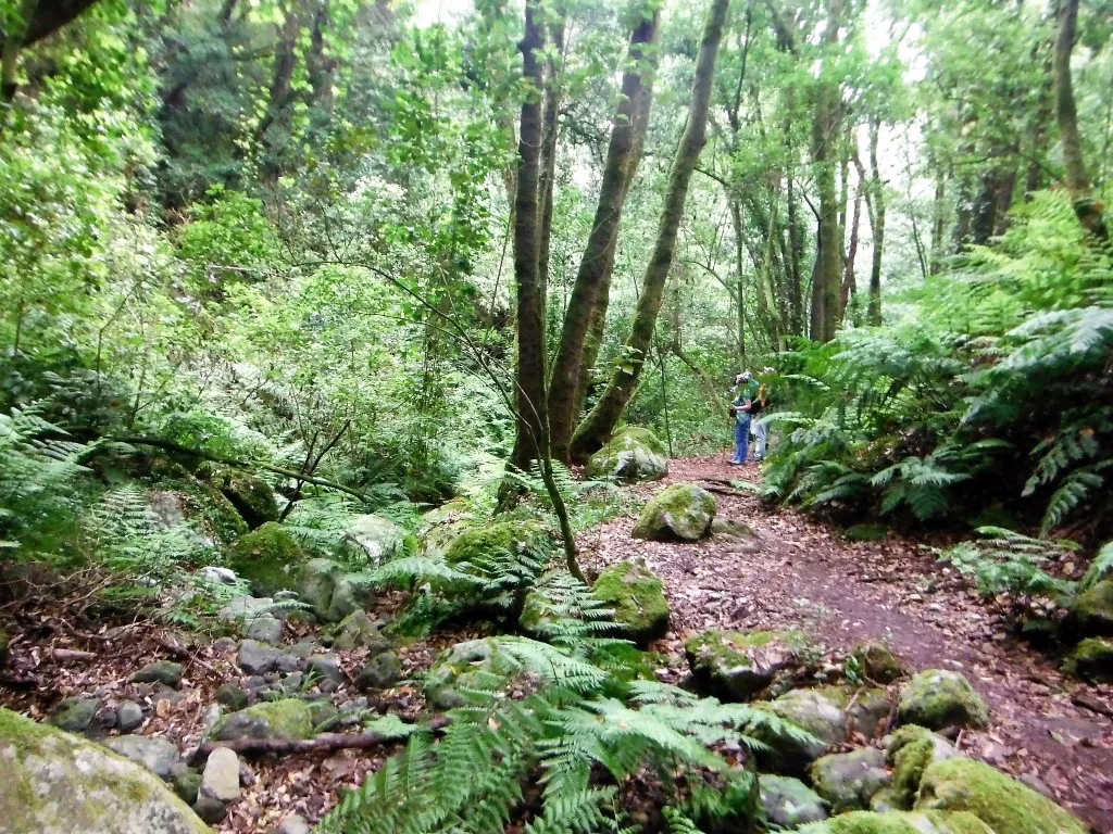 Lorbeerwald pur – Von Los Tilos nach Barlovento
